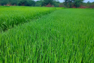 రాయచోటిలో వర్షం...రైతుల్లో హర్షం