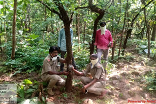 cc cameras for tiger at machupeta in peddapalli district