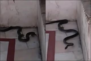 snake shown in Sri Naina Devi Temple Bilaspur