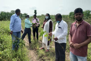 Tehsildar reached the fields and surveyed the wasted crops