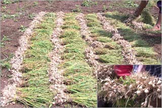 Haveri: Rain effects on Garlic crop