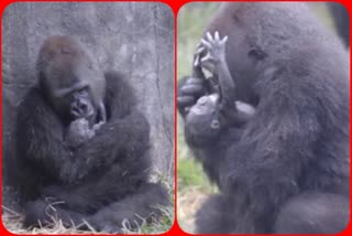 Endangered baby gorilla born in New Orleans