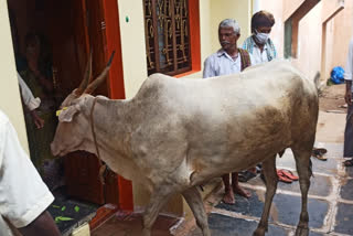 ಅಂತಿಮ ದರ್ಶನ ಪಡೆದ ಬಿಡಾಡಿ ದನಗಳು