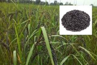 BLACK RICE