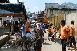 women's forcibly free cow in alwar,  Stray cow dynasty in Alwar