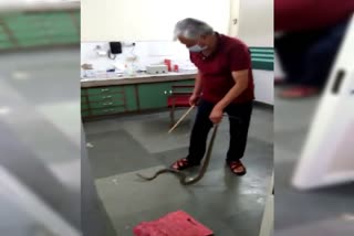 snake in hospital solan
