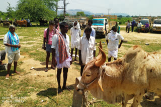 పునఃప్రారంభమైన దేవరకద్ర పశువుల సంత