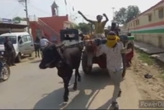 Rajasthan man pulls cart with bull, video goes viral