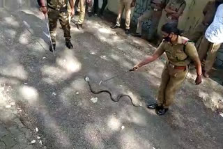 Snake catching training in Kerala
