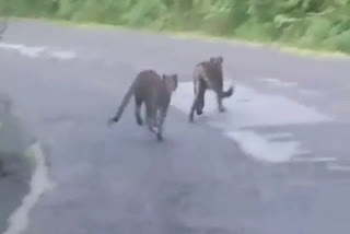 Cheetah found in road at karwar