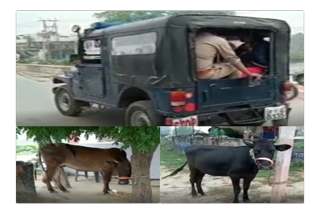 Police arrested four cow smugglers