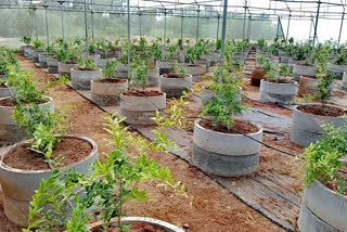 Israeli Technology Based Pomegranate, Early Bhagwah Free Nursery