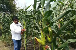 Farmers of the district are following the crop cycle in ratlam