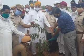 Lohawat news, plantation campaign, Lohawat mla