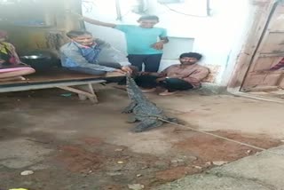 Villagers in panic due to crocodile