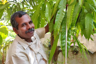 65 cm long mango leaf  Guinness World Records  ഗിന്നസ്‌ റെക്കോര്‍ഡ്  നീളമുള്ള മാവില  എറണാകുളം വാര്‍ത്തകള്‍