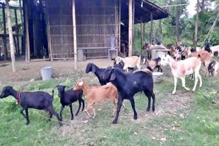 goat firm of a man in baksa assam etv bharat news