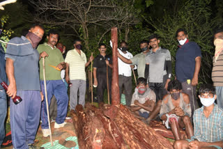 ఎర్రచందనం స్మగ్లింగ్ చేస్తున్నముగ్గురి అరెస్ట్