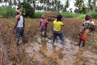 soyabin crops destroyed due to premature rain fall