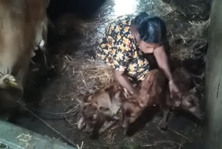 A cow gives birth to three calves in Udupi