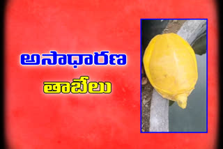 A yellow turtle found on a farm by a farmer at manikyam tanda warangal rural district