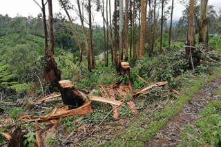 Illegal logging  Harrison Malayalam Plantation  ഹാരിസൺ മലയാളം പ്ലാന്‍റേഷൻ  ഇടുക്കി വാര്‍ത്തകള്‍  idukki news