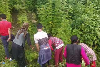 Drug-free campaign in Kullu