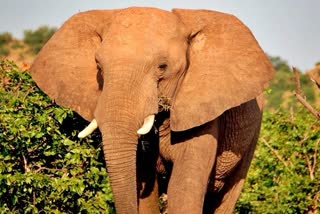 elephant-ran-people-in-nh-534-near-sidhbali-temple-kotdwar