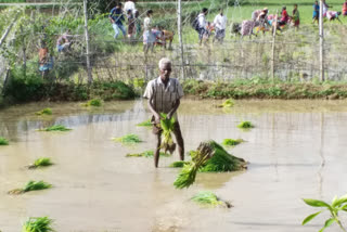 farmer