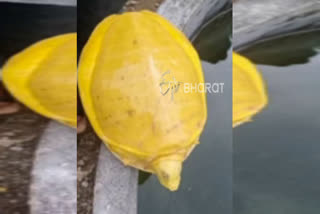 Warangal: Yellow colour tortoise is catching peoples attention