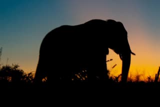 elephant-ran-people-in-nh-534-near-sidhbali-temple-kotdwar