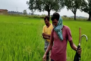 farmers-of-gorella-pendra-marwahi-are-troubled-by-diseases-of-crops