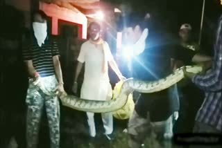 12 feet tall female python farmer's farm