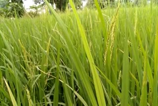 Paddy crop wasted in Bhatapara