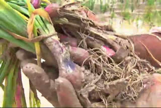 Farmer crop loss, Farmer crop loss by Heavy rain, Farmer crop loss by Heavy rain in Gadag, Gadag farmer problem, Gadag farmer problem, Gadag farmer problem 2020, Gadag farmer problem 2020 news, ಮಳೆಯಿಂದ ರೈತರ ಬೆಳೆ ಹಾನಿ, ಗದಗದಲ್ಲಿ ಮಳೆಯಿಂದ ರೈತರ ಬೆಳೆ ಹಾನಿ, ಗದಗ ರೈತರ ಸಮಸ್ಯೆ, ಗದಗ ರೈತರ ಸಮಸ್ಯೆ ಸುದ್ದಿ, ಗದಗ ರೈತರ ಸಮಸ್ಯೆ 2020 ಸುದ್ದಿ,