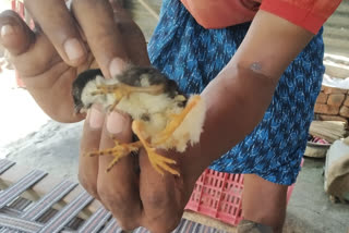 birth-of-a-four-legged-chick-in-khammam-district