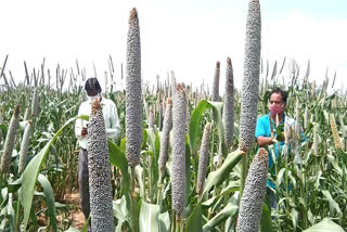 काजरी में बाजरे की फसल पर अनुसंधान, Research on Bajra crop in Kajari