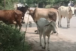 Gathering of cows on a road in Rani Kheda of Delhi