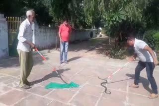 eight feet long Snake found n house in Dhoulpur