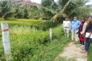 Gangavati: Damage to special paddy by rain