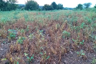 Destruction of soybean for heavy rain