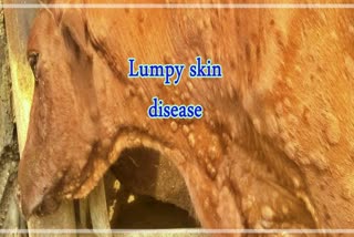 Lumpy skin disease