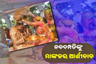 ବିବାହ ସମୟରେ ମନ୍ଦିରରେ ଆର୍ଶୀବାଦ ଦେଲା ମାଙ୍କଡ, ଦେଖନ୍ତୁ ଭିଡିଓ...