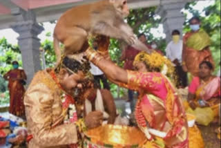 Monkey blessed newly married