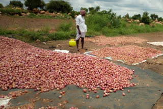 Onion crop damage to heavy rain, farmers in distress