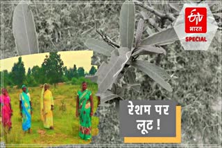 Women suffer from silk farming-in-balrampur