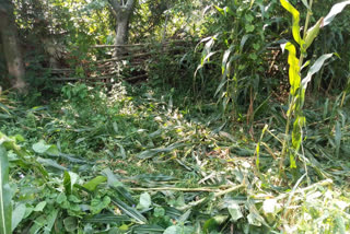 crop damaged by stray animals