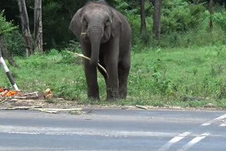 Foresters chase an elephant roaming the road