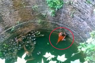 rescue-of-old-woman-who-fell-into-well-in-madhurigi