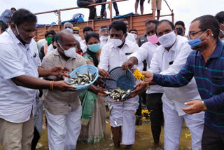 mla-abraham-released-fish-in-the-krishna-river